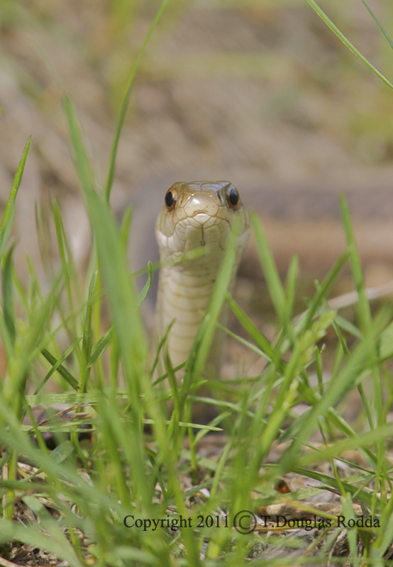 Garter Snake